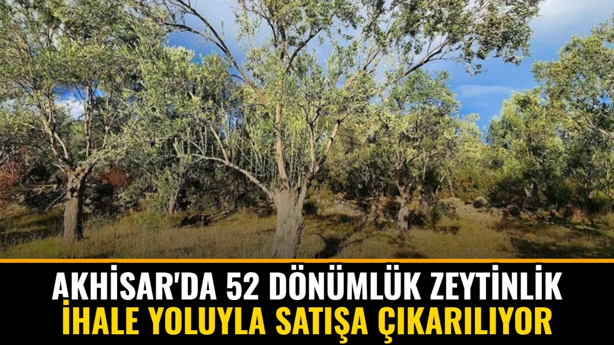 Akhisar'da 52 Dönümlük Zeytinlik İhale Yoluyla Satışa Çıkarılıyor